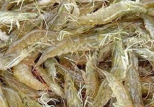 草虾苗 沙虾苗