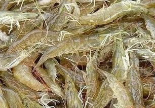 佛山草虾苗 沙虾苗