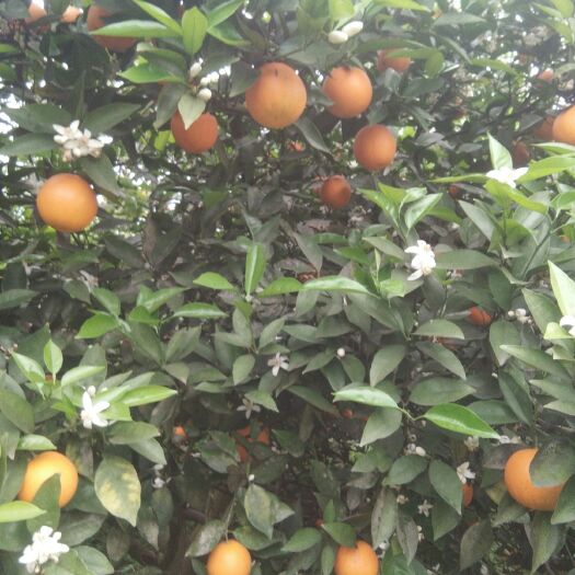 阳朔县夏橙