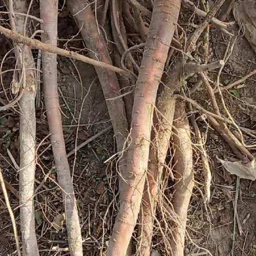 瓜州县 甘草