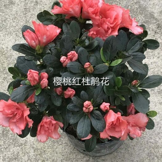 漳平市西洋杜鹃 0.5米以下
