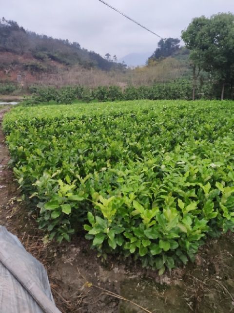 平和县 正宗平和 三红蜜柚苗