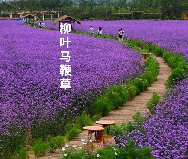 宿迁马鞭草种子 柳叶马鞭草花种子多年生耐寒花海花籽室外庭院景观园艺花卉种籽子