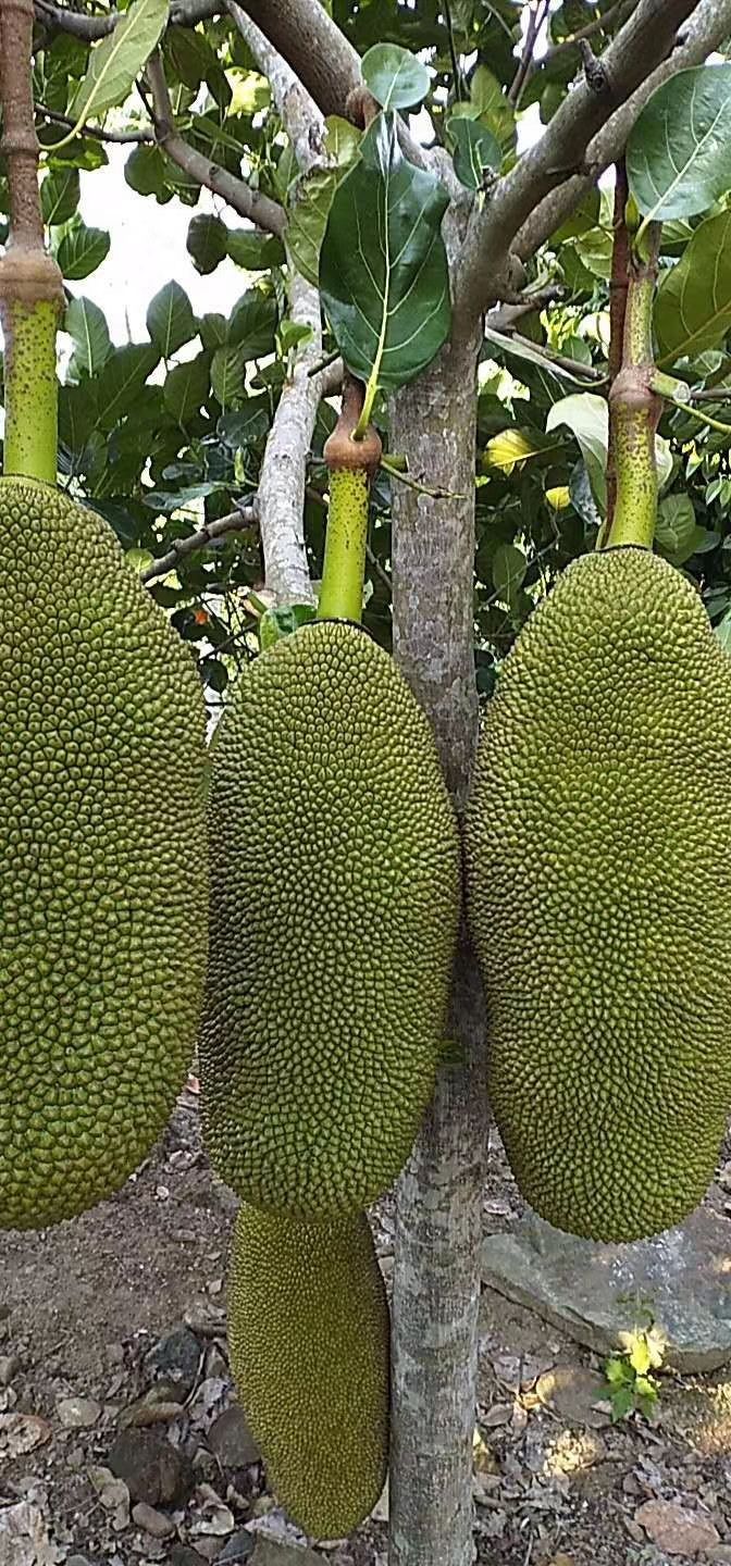  海南树菠萝黄肉菠萝蜜马来1号一件代发包邮