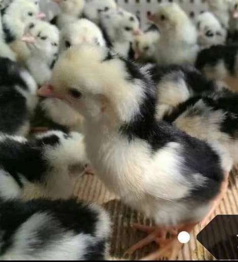 昆明 云南贵妃鸡苗   毛色艳丽  孵化场直供  疫苗齐全