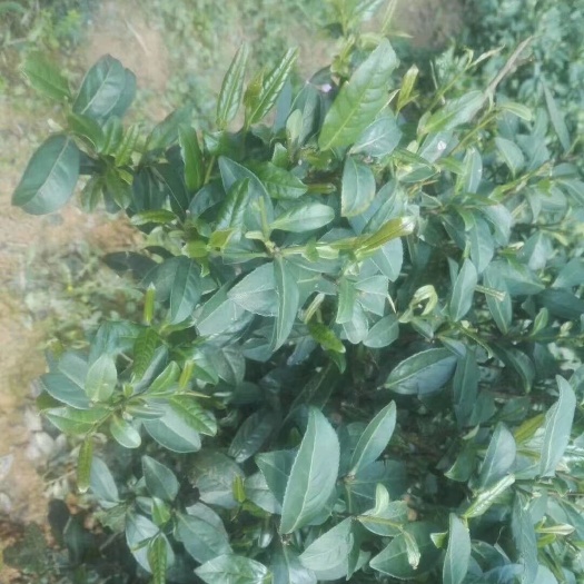 昭平县 乌龙茶