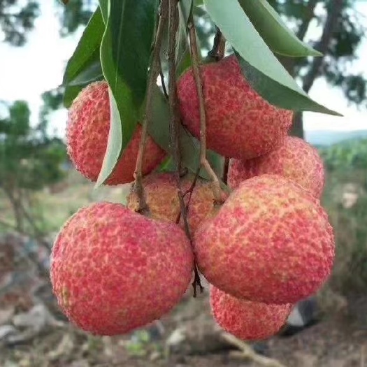 灵山县无核荔枝苗 A4无核荔枝新品种