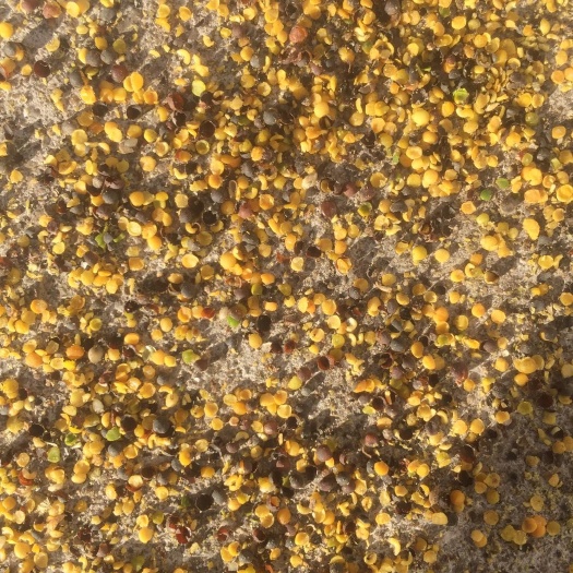 牙克石市油菜籽 油菜