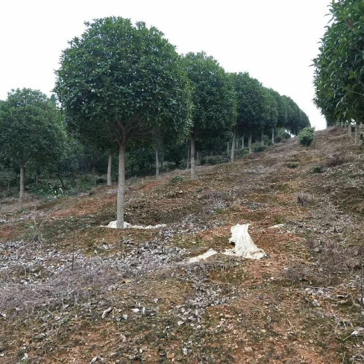 桂花树基地供应8一50公分各种规格！工程绿化。