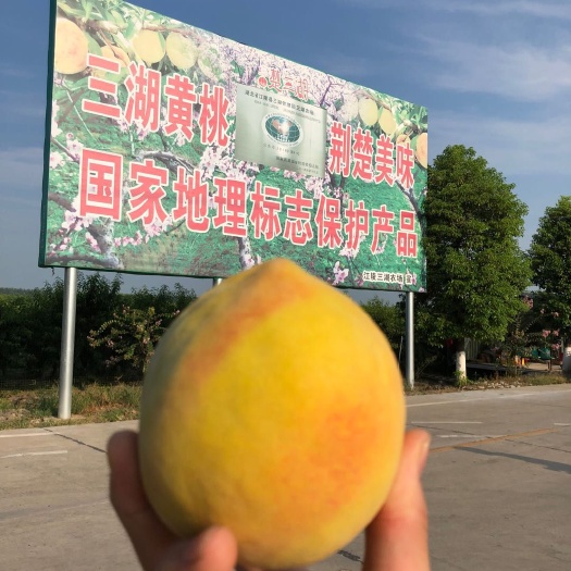 江陵县 三湖锦绣黄桃（老彭家）