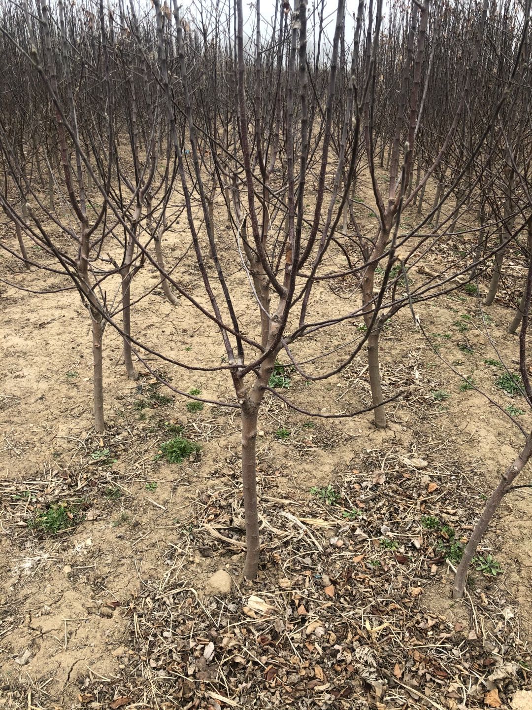 苹果树苗 苹果树量大便宜
