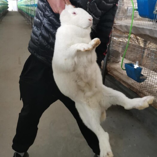 嘉祥县 兔子，新西兰种兔，比利时种兔，伊拉种兔，
