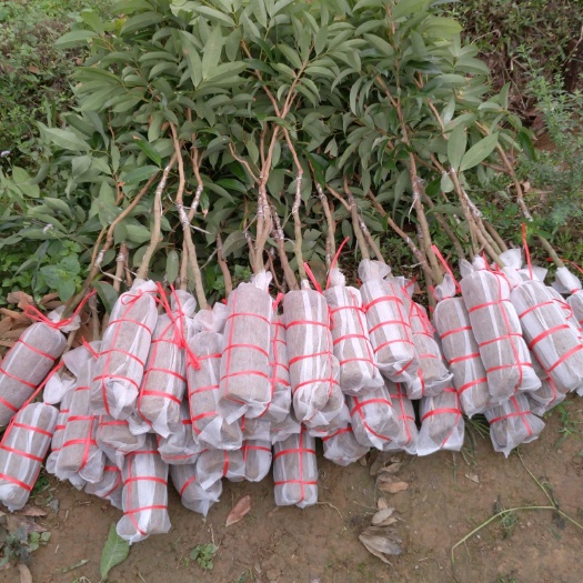 灵山县 桂味荔枝苗