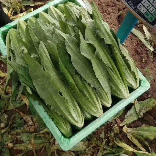 邯郸 本地常年供应油麦菜、各种蔬菜、叶菜