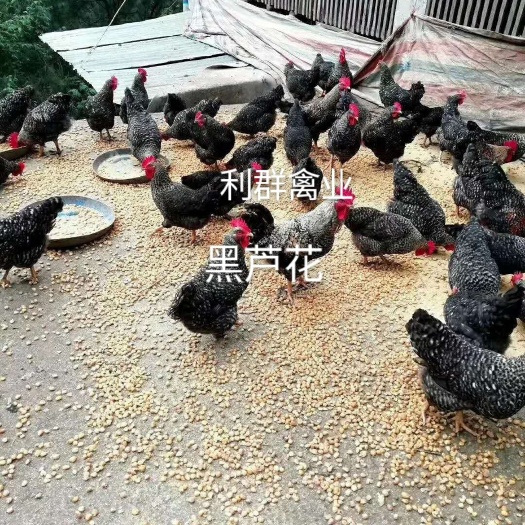 广州芦花鸡苗 黑芦花公