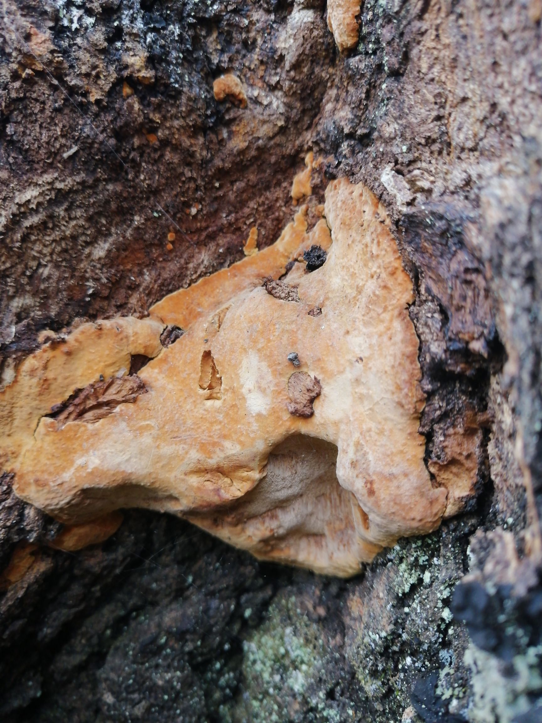 桑黄  秦岭深山生长老桑树干货包邮