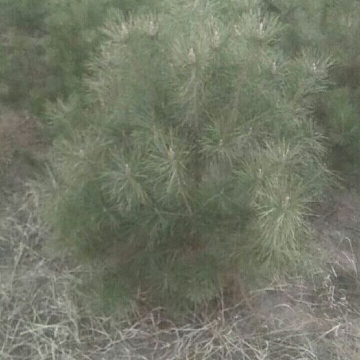 环县旱地油松 1.5~2米 