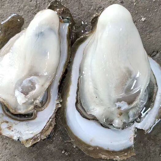 海丰县汕尾生蚝 本地蚝新鲜隆金。甜美可口干净。烧烤专用蚝不大不小刚好脆口多汁