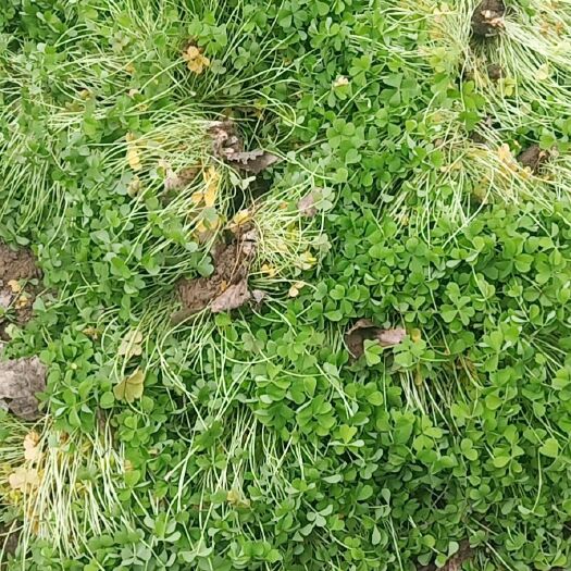 汝南县红花酢浆草 大量出售红花草100万株