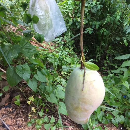 普宁市金煌芒果苗  金煌芒果清甜香脆