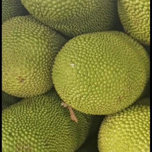 东莞市海南菠萝蜜 30斤—60斤