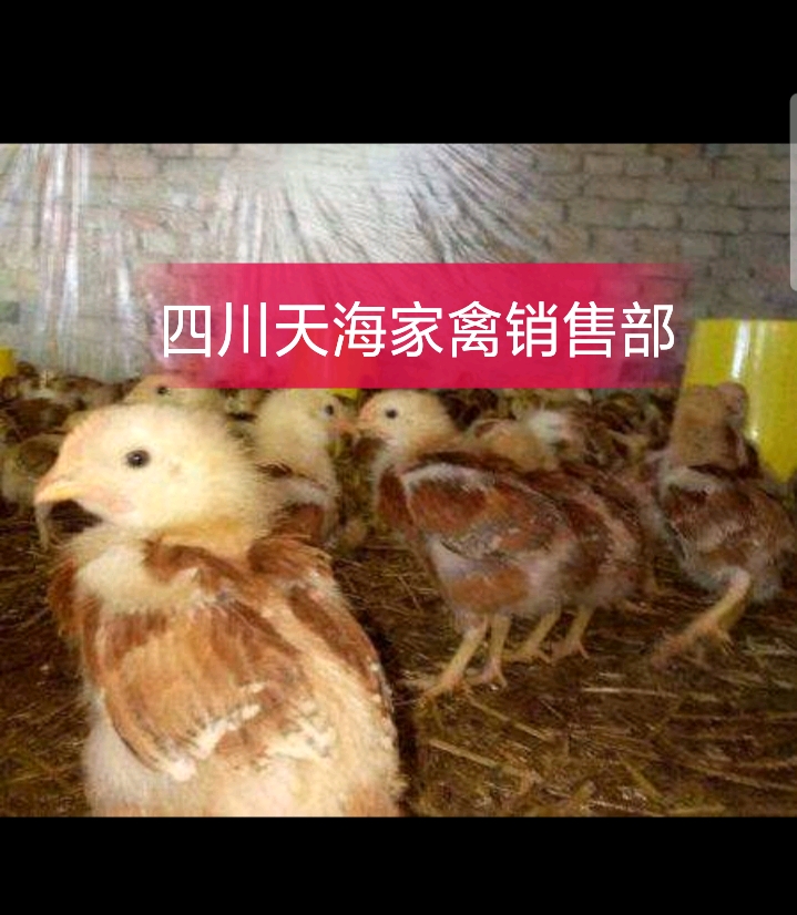  九斤黄鸡苗
