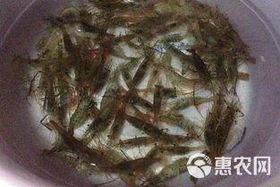 青虾苗  河！虾苗/草虾第1手货源，量大从优。