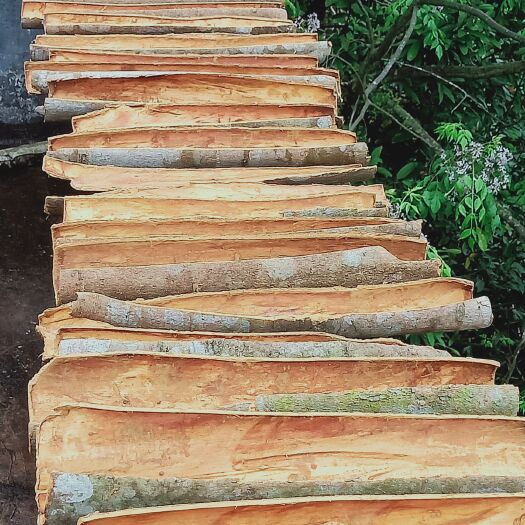 苍梧县 广西苍梧统货桂皮 干靓桂皮 桂碎 自家种植价格可谈