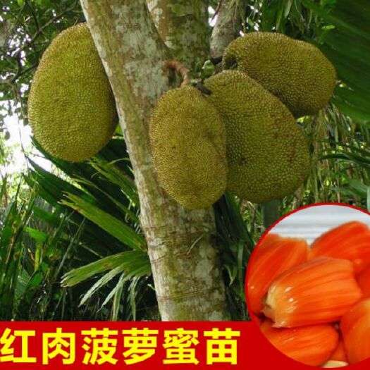 灵山县 泰国红肉菠萝蜜苗 泰国8号 12号红肉菠萝蜜包正宗