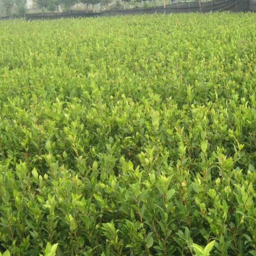 永福县 本合作社湘林系列，长林系列，岑软系列油茶苗出售，品种纯正