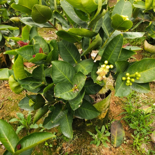 漳州大叶红莲雾苗 大叶红莲雾开花挂果盆景