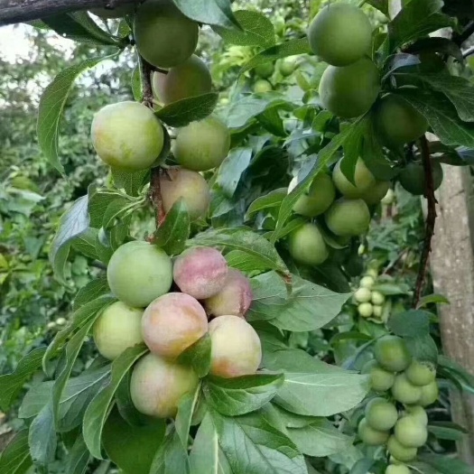 信宜市 自家种植天然信宜三华李