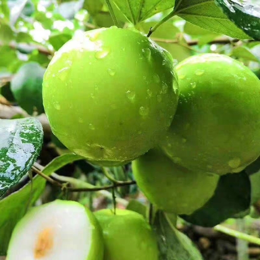 南酸枣树苗  拐枣树苗