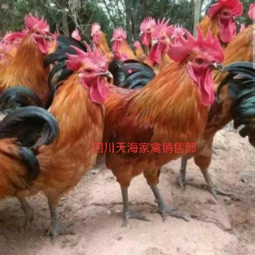 沐川县 红瑶鸡苗