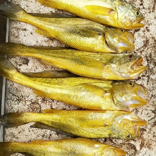 徐闻县 天然钓黄花鱼