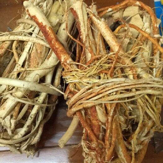 郁南县 中根五指毛桃