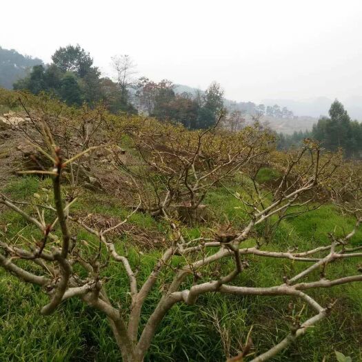 邻水县 吴茱萸苗