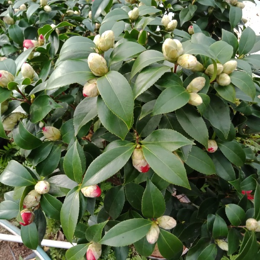 漳平市赤丹 50~80cm