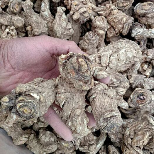 岷县岷当归 自家种植加工的    质量保证  养生