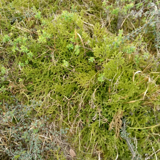 彝良县 伸筋草