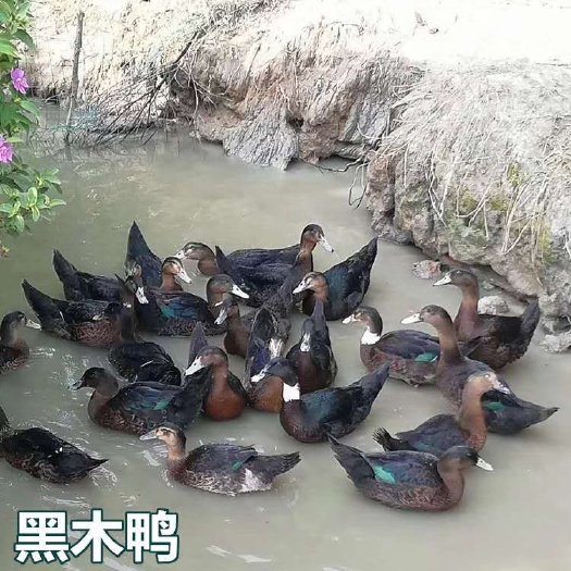 南宁 黑木鸭苗，长期批发，诚信经营