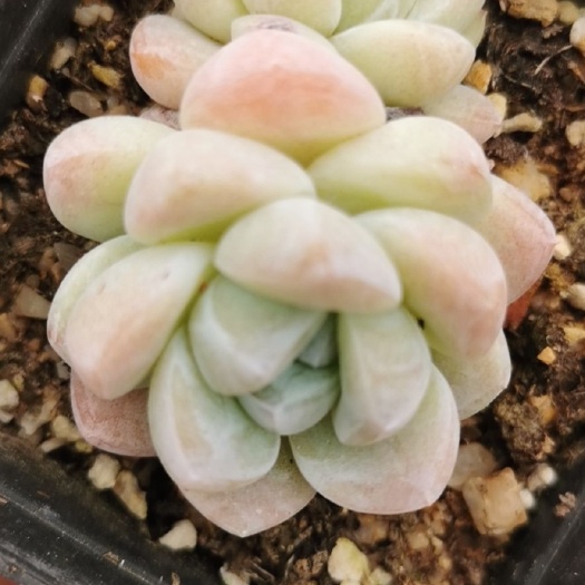清远 奶油冰玉群生