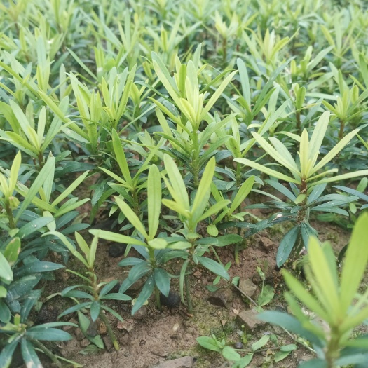 阳朔县 罗汉松小苗