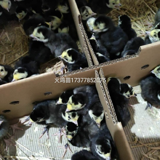 衡阳 火鸡苗贝蒂娜火鸡苗