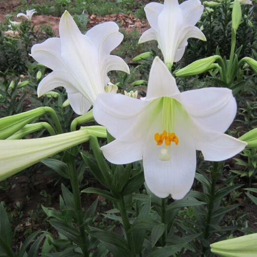 凌源市百合种球 辽宁百合种植园，耐寒百合，园艺百合，