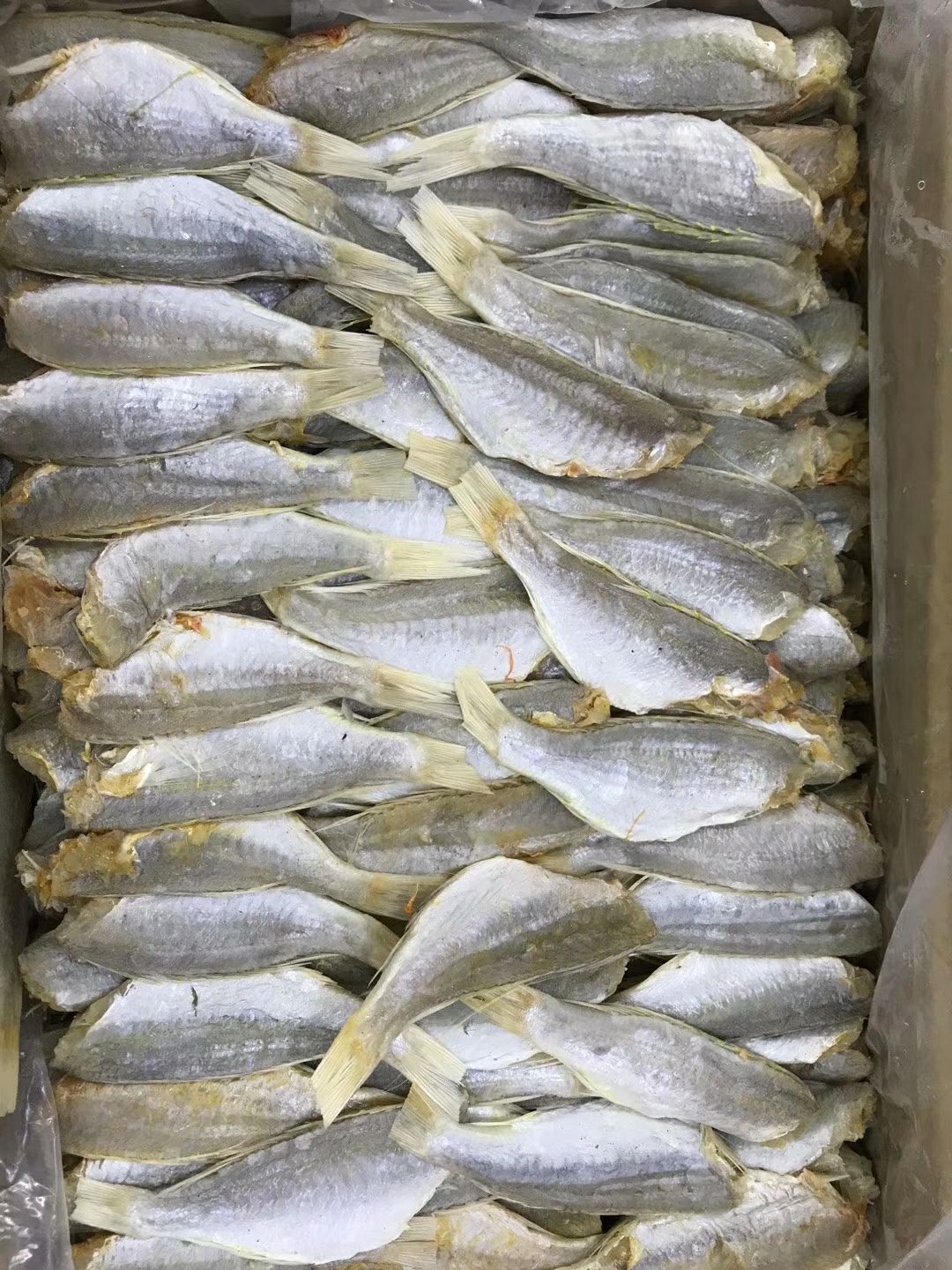 咸鱼 3-6个月