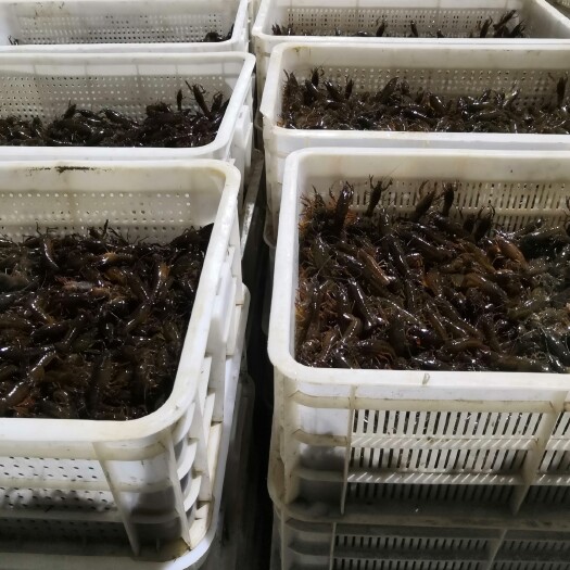 小龙虾苗  虾苗，龙虾苗