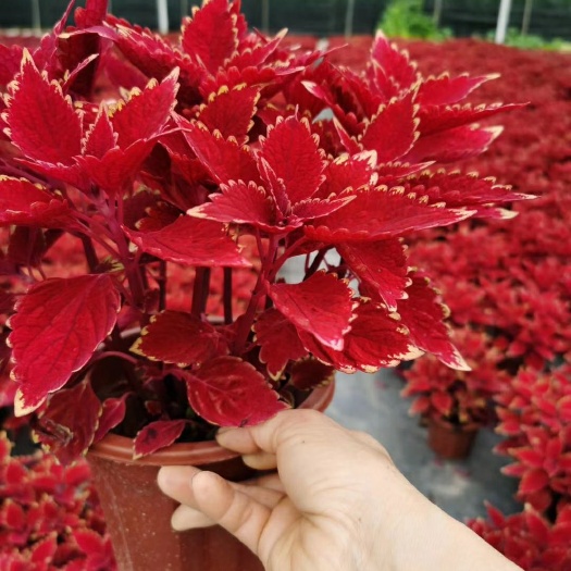 漳州彩叶万年青 自家彩叶草，盆栽