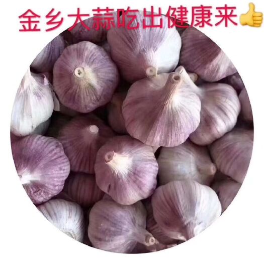 金乡县红皮蒜  金乡大蒜
