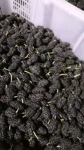 德昌县德昌桑葚 1 - 2cm